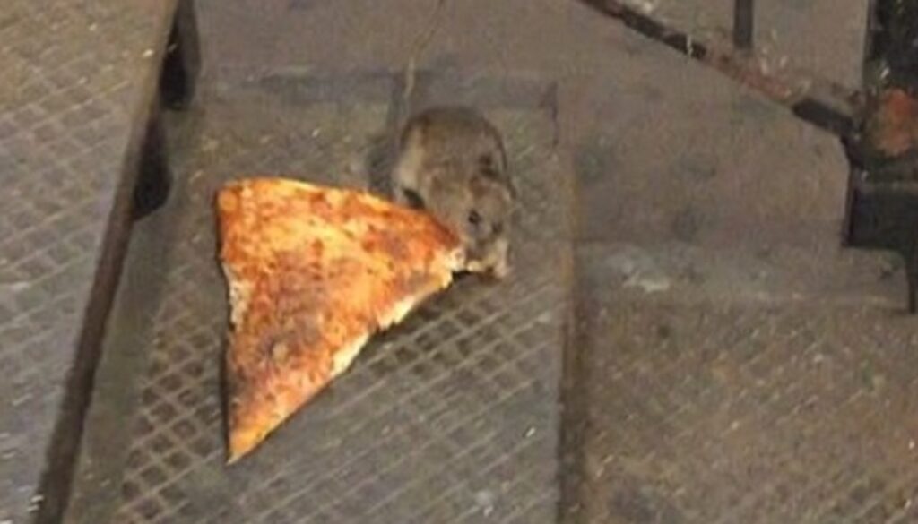 pizza-rat