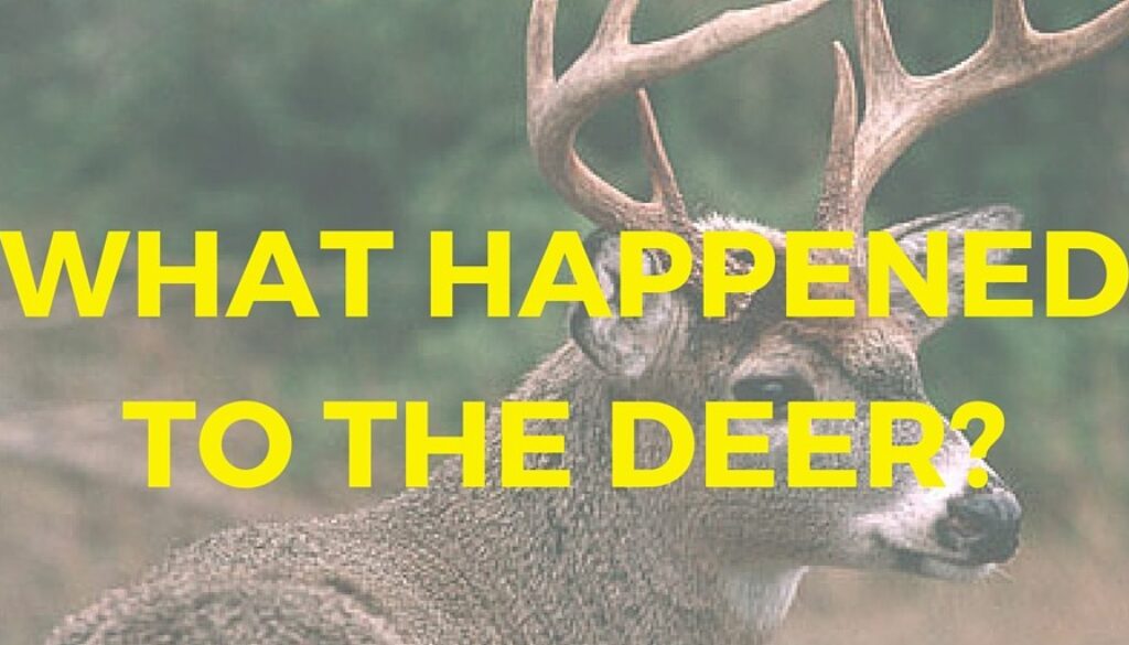 What Happened To The Deer