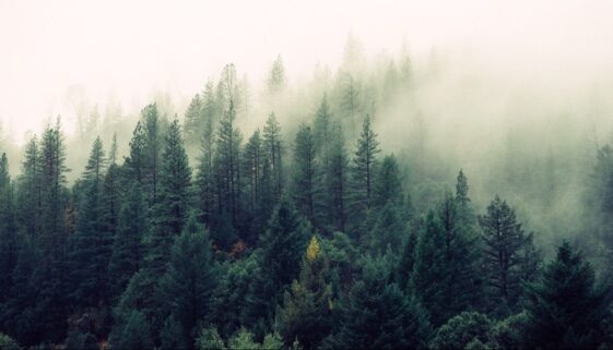nature-forest-trees-fog