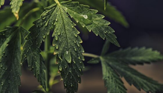 Cannabis leaf with water droplets