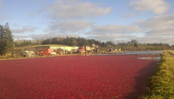 cranberry harvest