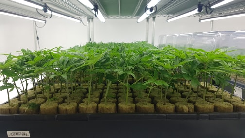 Organigram Brings Back 50 People In First Phase Of Return-To-Work ...