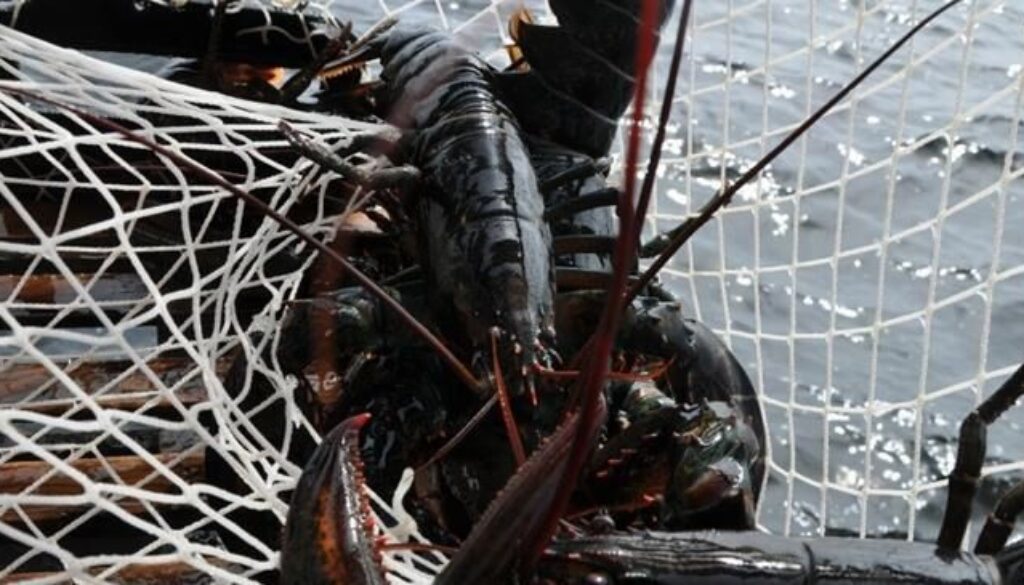 A lobster is shown in a trap in Port Mouton, N.S., in this undated handout photo. (Image: The Canadian Press/Inka Milewski)