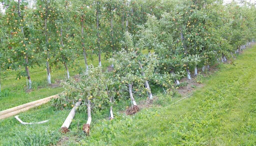 Belliveau Orchard