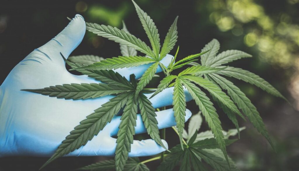 Cannabis, weed, pot