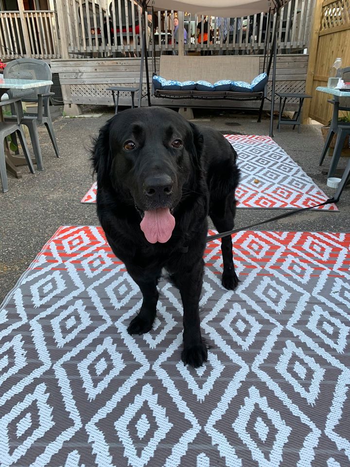 Fredericton Restaurant Introduces DogFriendly Patio Huddle.Today