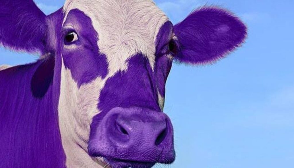 Purple Cow Photography