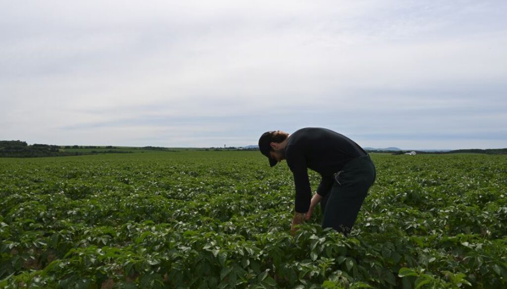 A close up Picketa Systems' Dominic Levesque sampling a local crop. (Image: submitted)