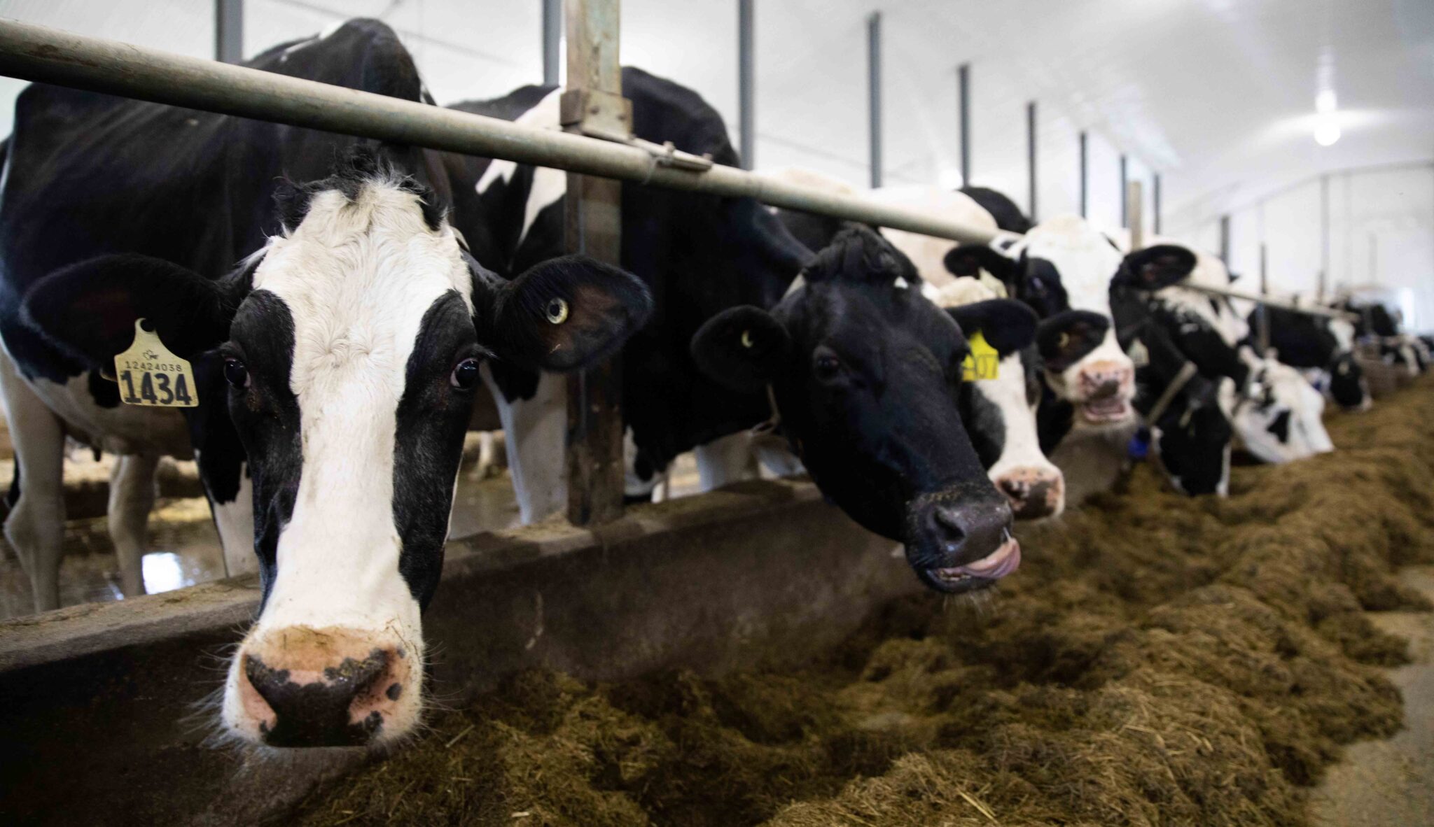 How Halifax Startup Milk Moovement Is Delivering For 15% Of The U.S ...
