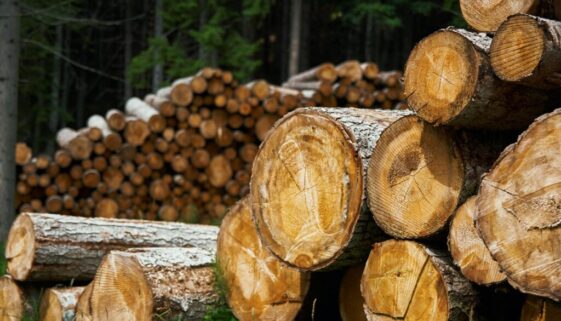 Nicola Pavan Unsplash wood lumber