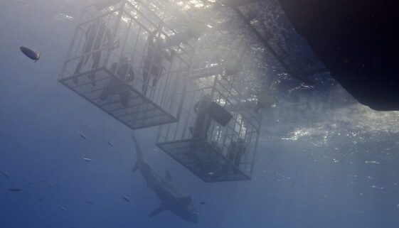 Elias Levy CC shark diving