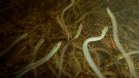 Reports of increased elver poaching in Nova Scotia has multiple Conservative MPs calling for stricter enforcement. Photo DFO